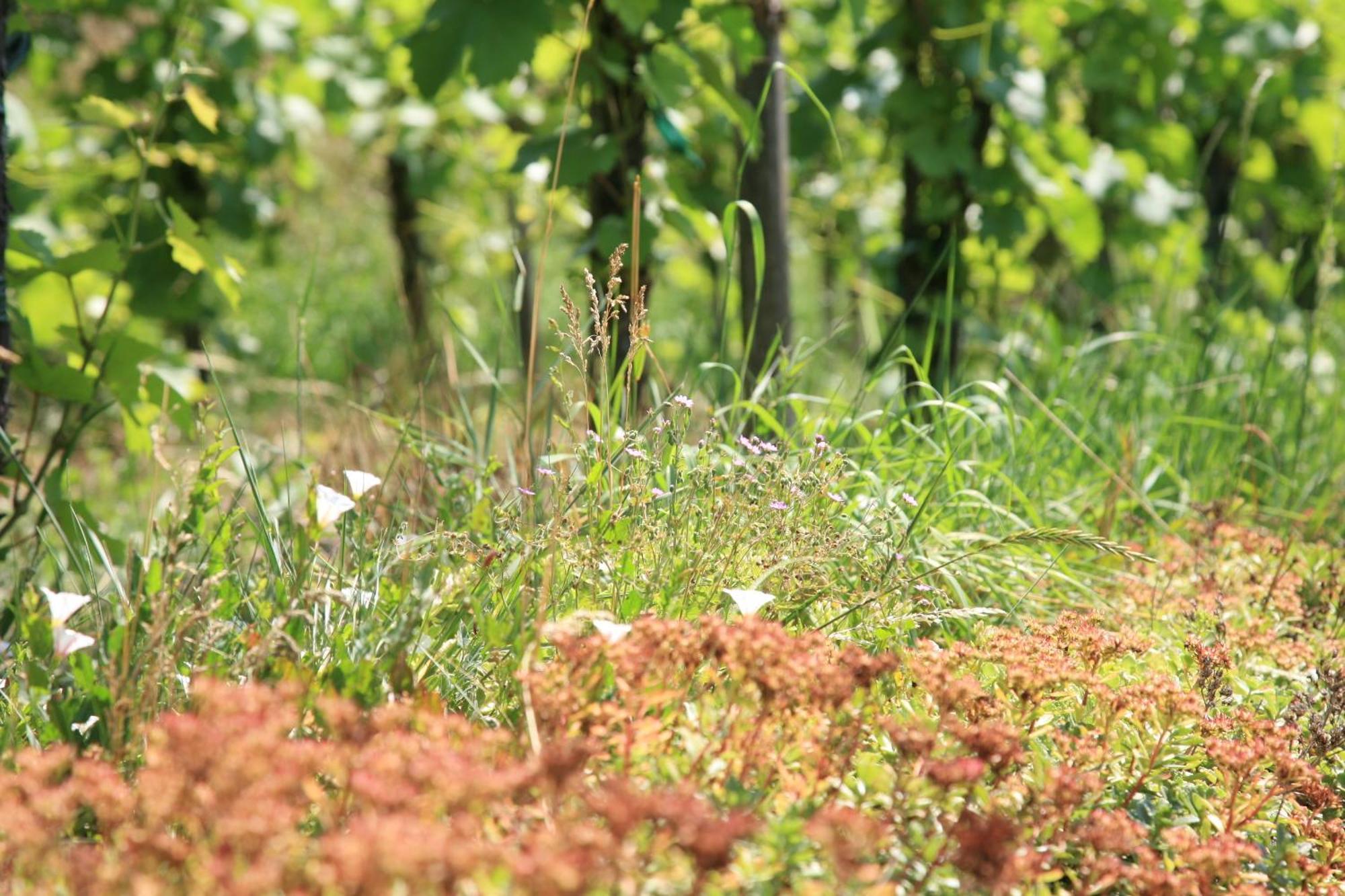 Glocke Weingut Und Hotel روتنبورغ أوب در تاوبر المظهر الخارجي الصورة